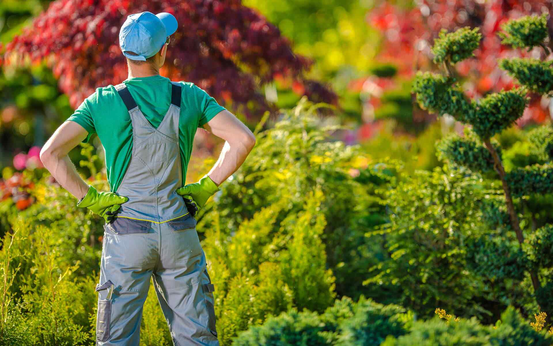 https://maturehedging.ie/wp-content/uploads/2019/08/inner_02_home_02.jpg