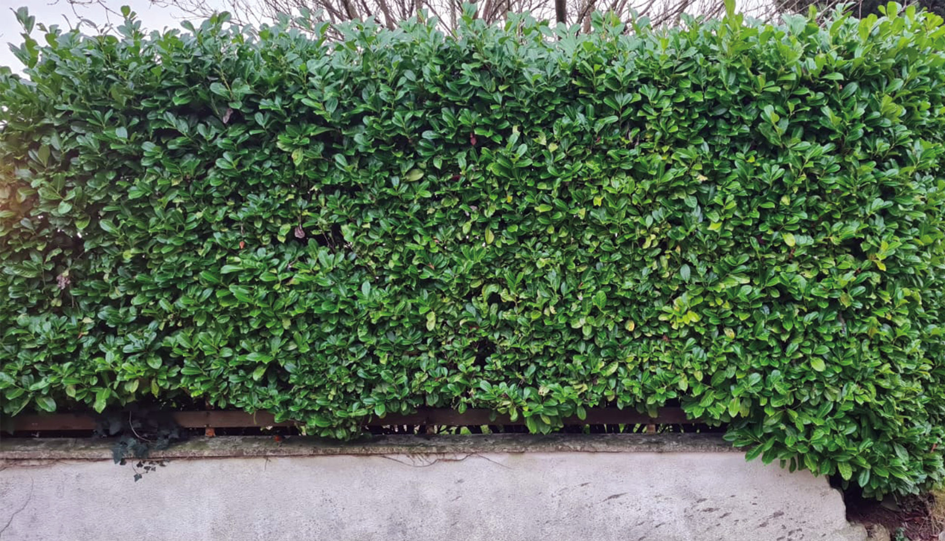 hedge6