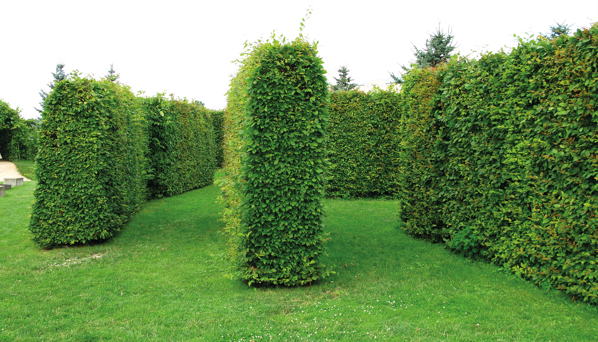 hedge7