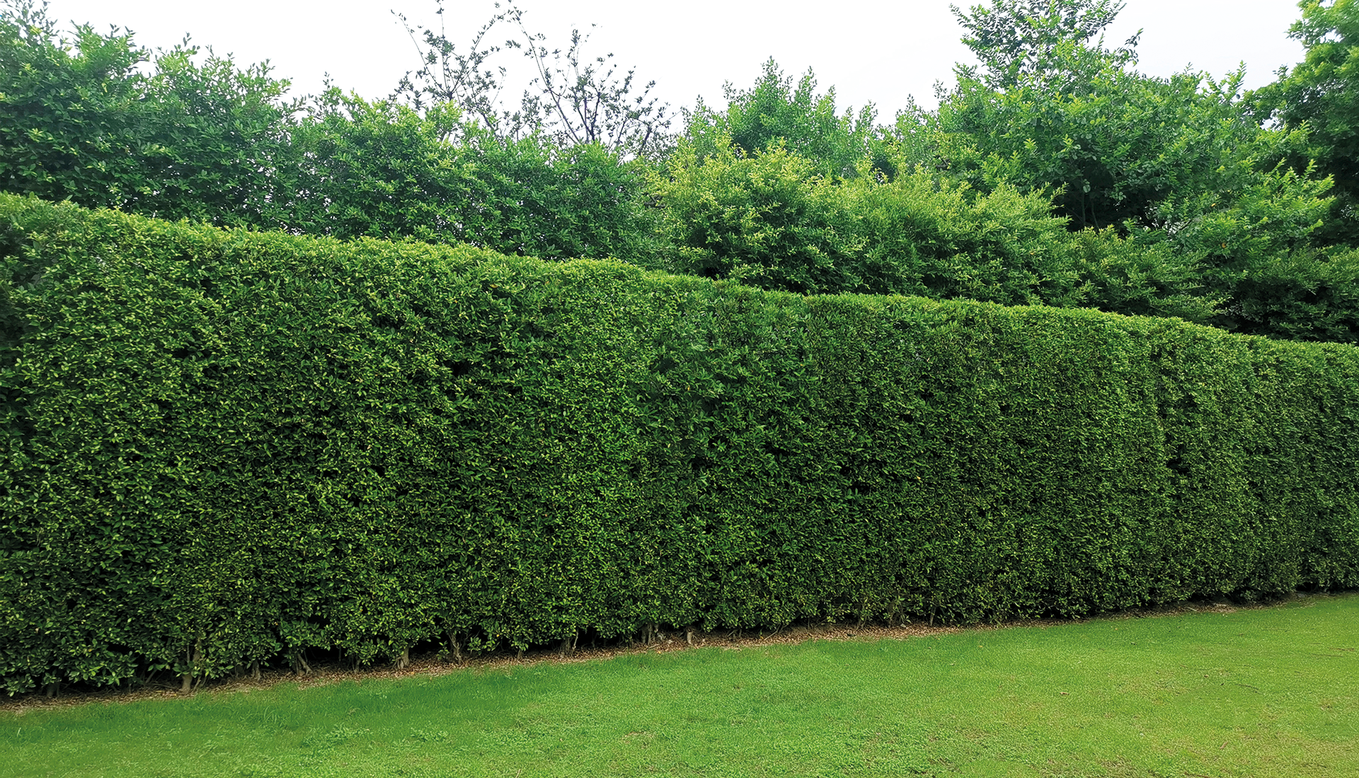 hedge8