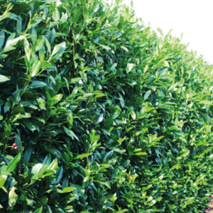 https://maturehedging.ie/wp-content/uploads/2023/02/spanish-laurel1-300x300.png